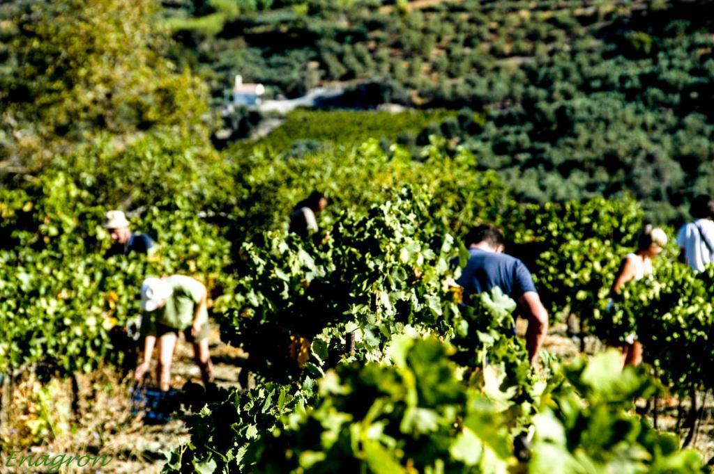 Enagron Ecotourism Village Axós Eksteriør bilde